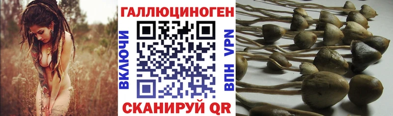 Псилоцибиновые грибы Cubensis  ссылка на мегу ССЫЛКА  Электрогорск 